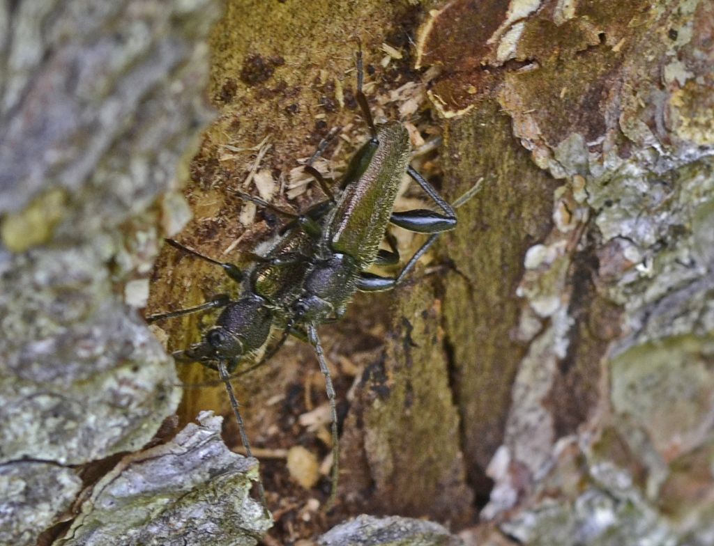 Callidium coriaceum accoppiamento